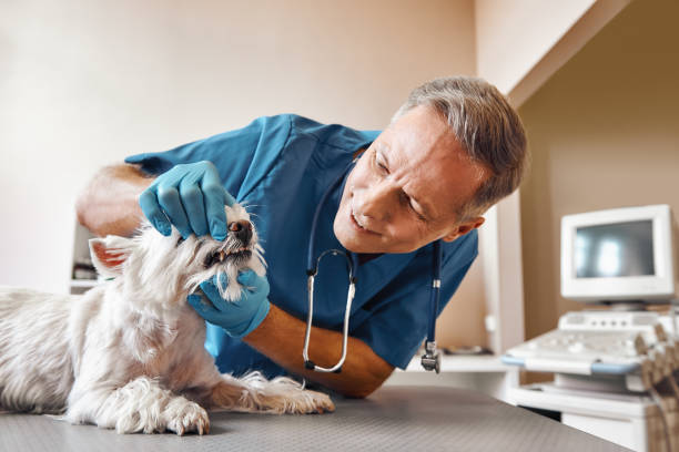 Best Same-Day Emergency Dental Services in Chillicothe, MO